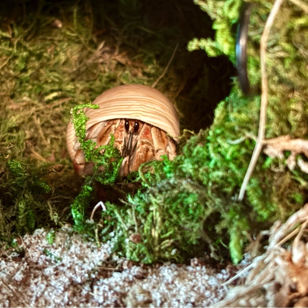 Meet your Posher, 🌿Fern